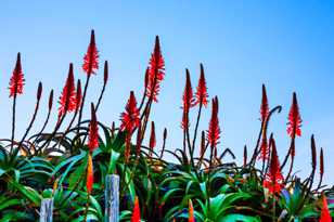 Carmel Aloes-8025